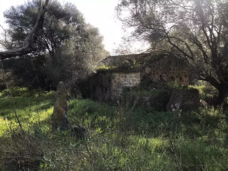 Immagine 7 di Azienda agricola in vendita  a Arzachena