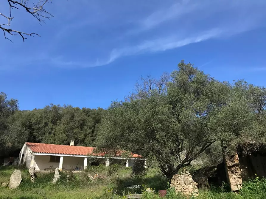 Immagine 9 di Azienda agricola in vendita  a Arzachena