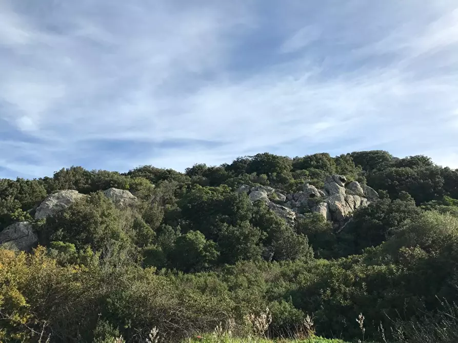 Immagine 34 di Azienda agricola in vendita  a Arzachena