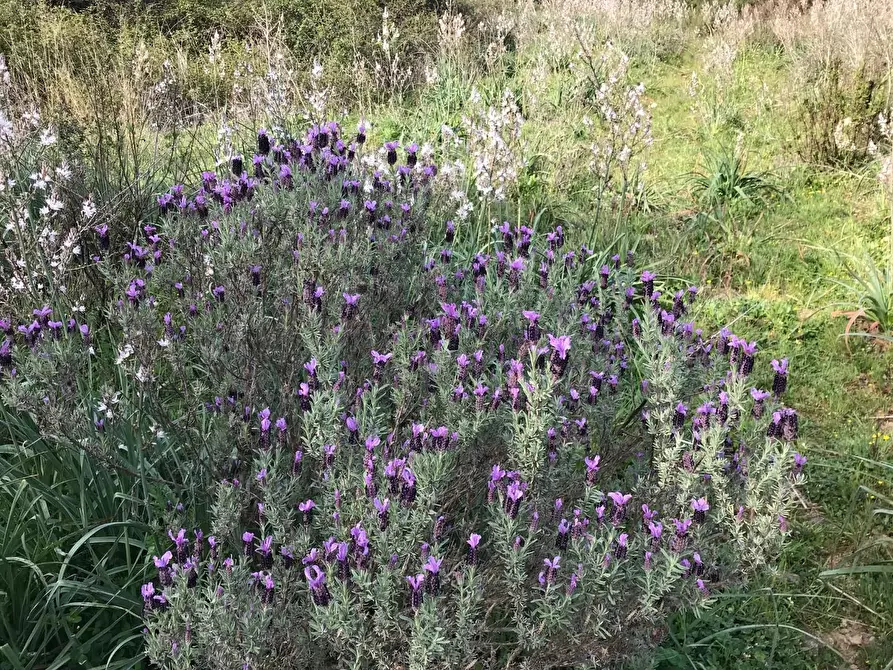 Immagine 37 di Azienda agricola in vendita  a Arzachena