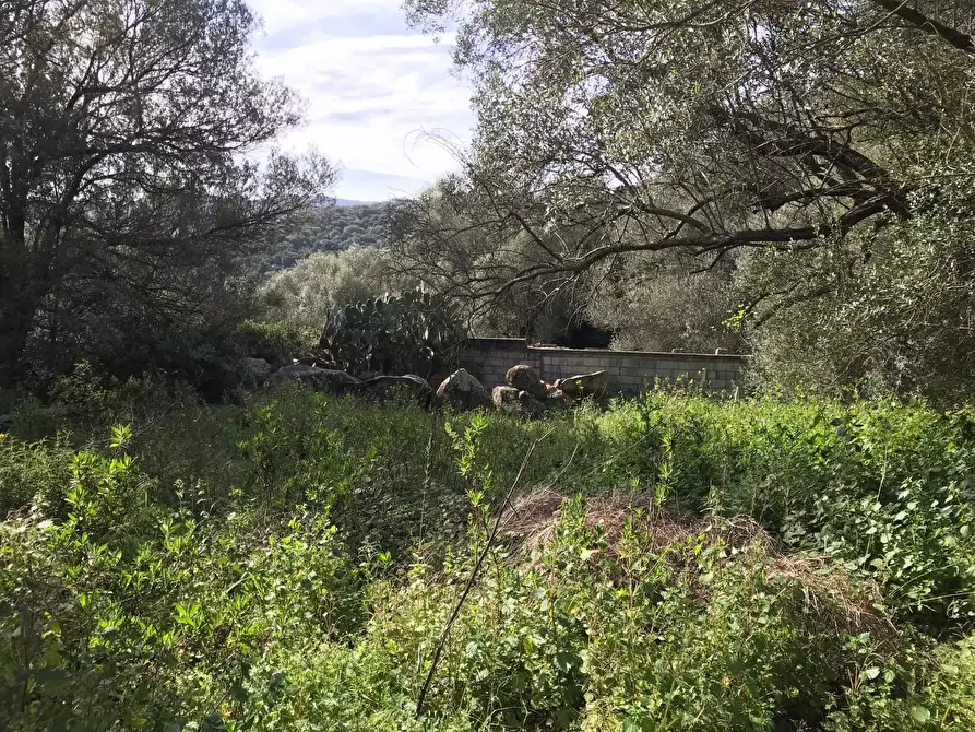 Immagine 53 di Azienda agricola in vendita  a Arzachena