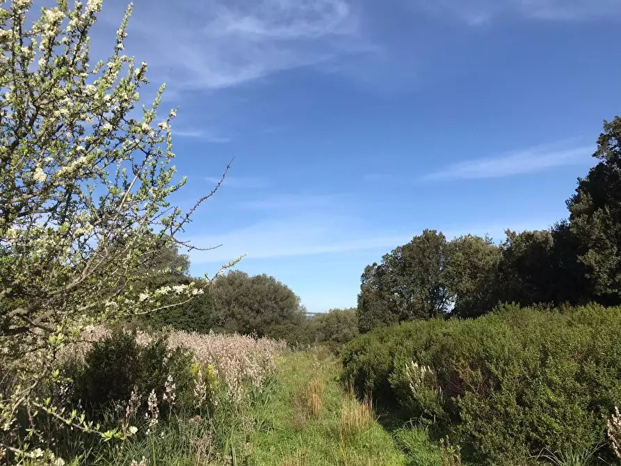 Immagine 36 di Azienda agricola in vendita  a Arzachena