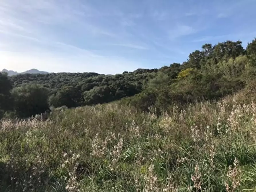 Immagine 21 di Azienda agricola in vendita  a Arzachena