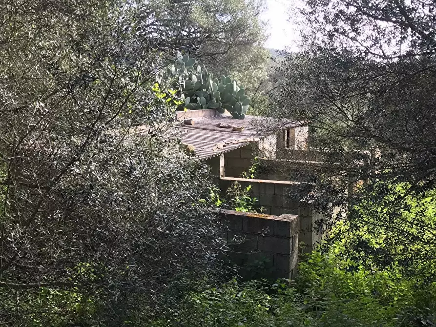 Immagine 18 di Azienda agricola in vendita  a Arzachena