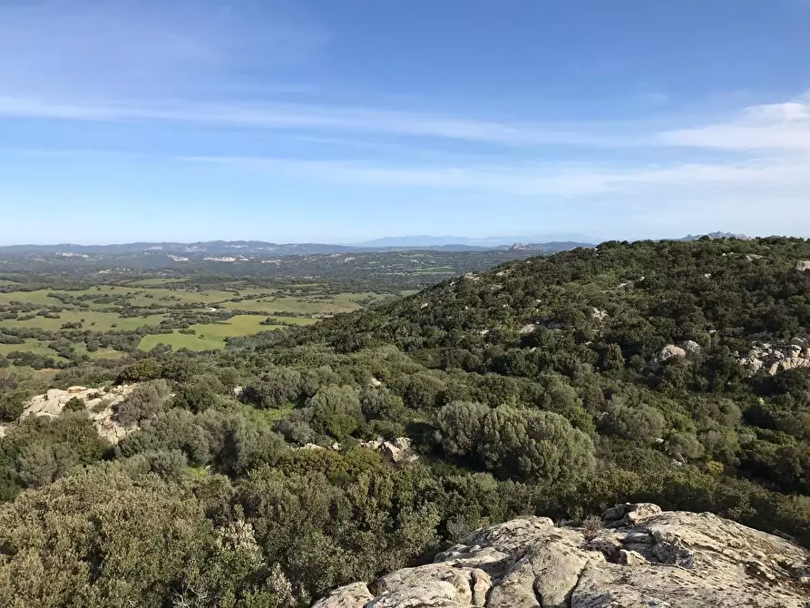 Immagine 47 di Azienda agricola in vendita  a Arzachena