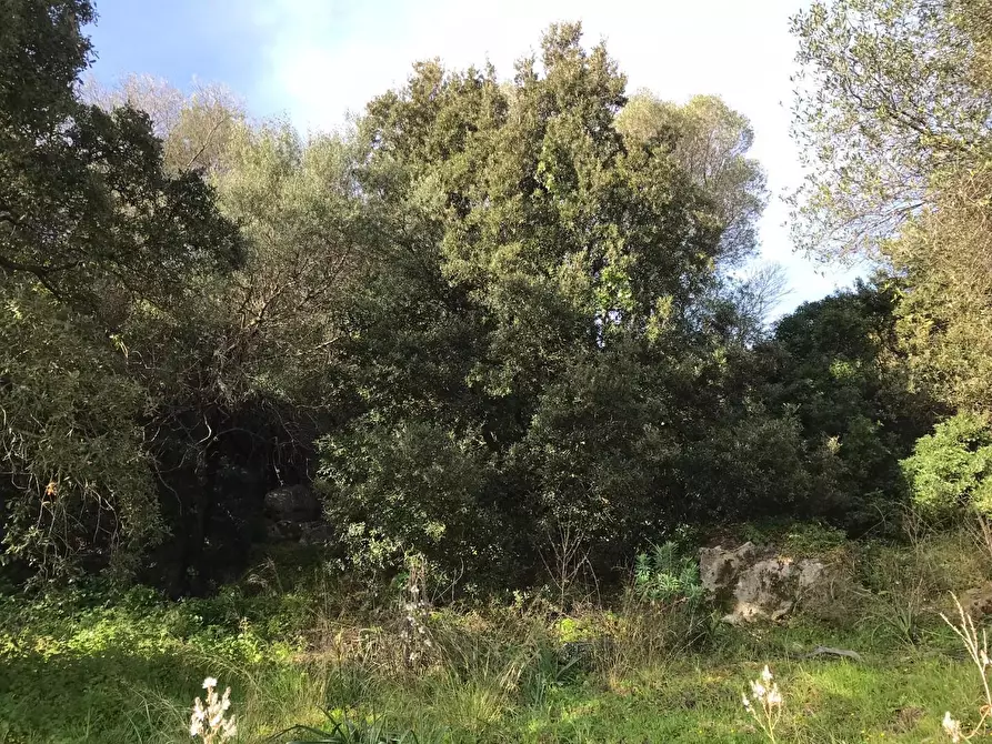 Immagine 26 di Azienda agricola in vendita  a Arzachena