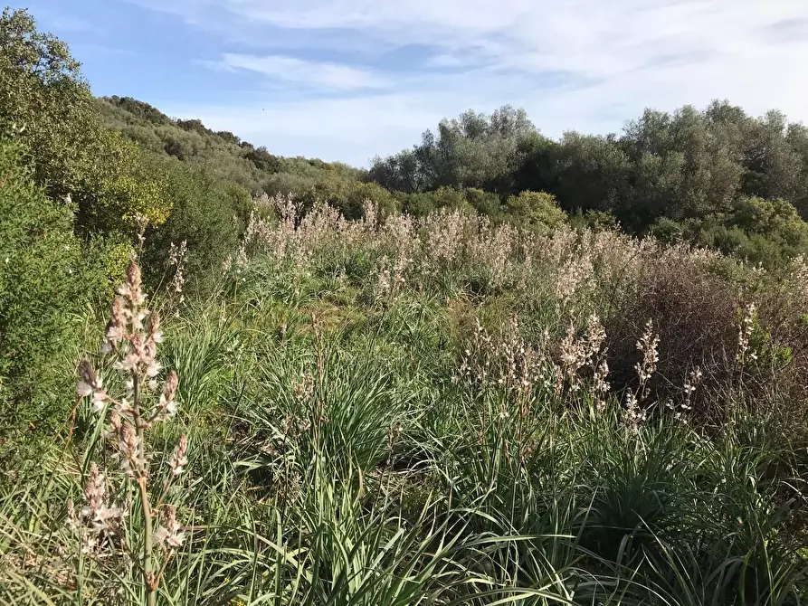 Immagine 23 di Azienda agricola in vendita  a Arzachena