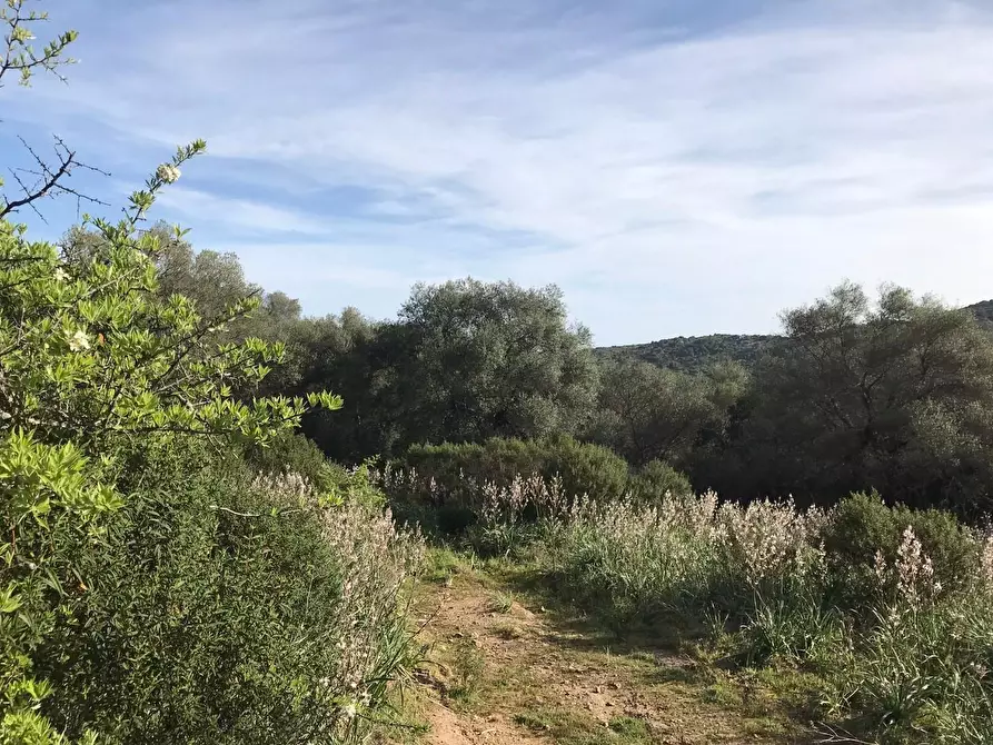 Immagine 20 di Azienda agricola in vendita  a Arzachena