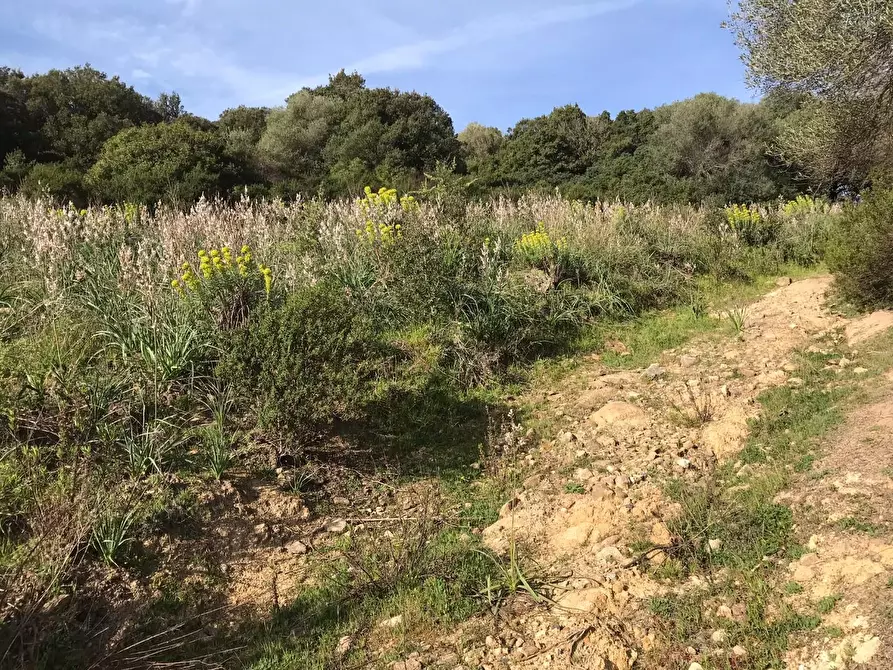 Immagine 24 di Azienda agricola in vendita  a Arzachena