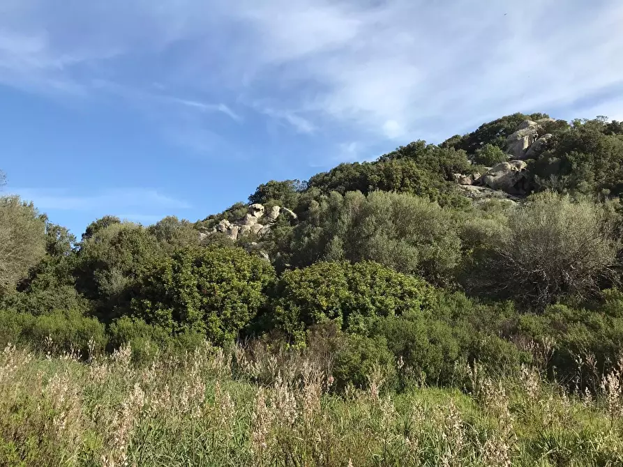 Immagine 33 di Azienda agricola in vendita  a Arzachena