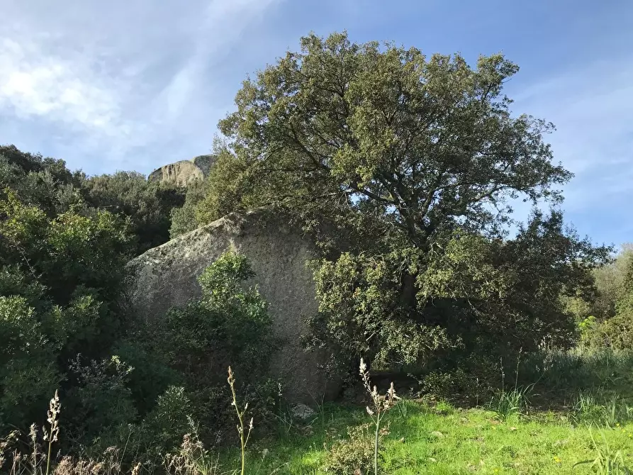 Immagine 38 di Azienda agricola in vendita  a Arzachena