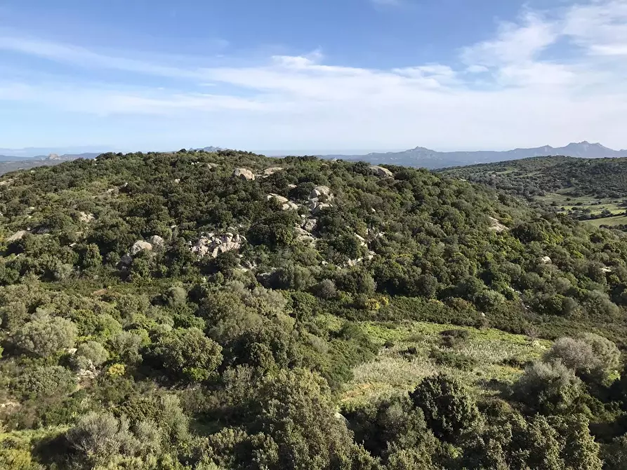 Immagine 51 di Azienda agricola in vendita  a Arzachena