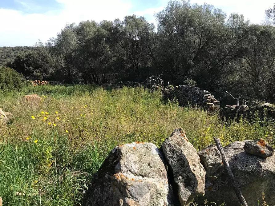 Immagine 54 di Azienda agricola in vendita  a Arzachena