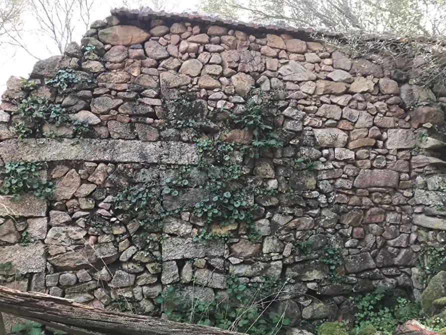 Immagine 10 di Azienda agricola in vendita  a Arzachena