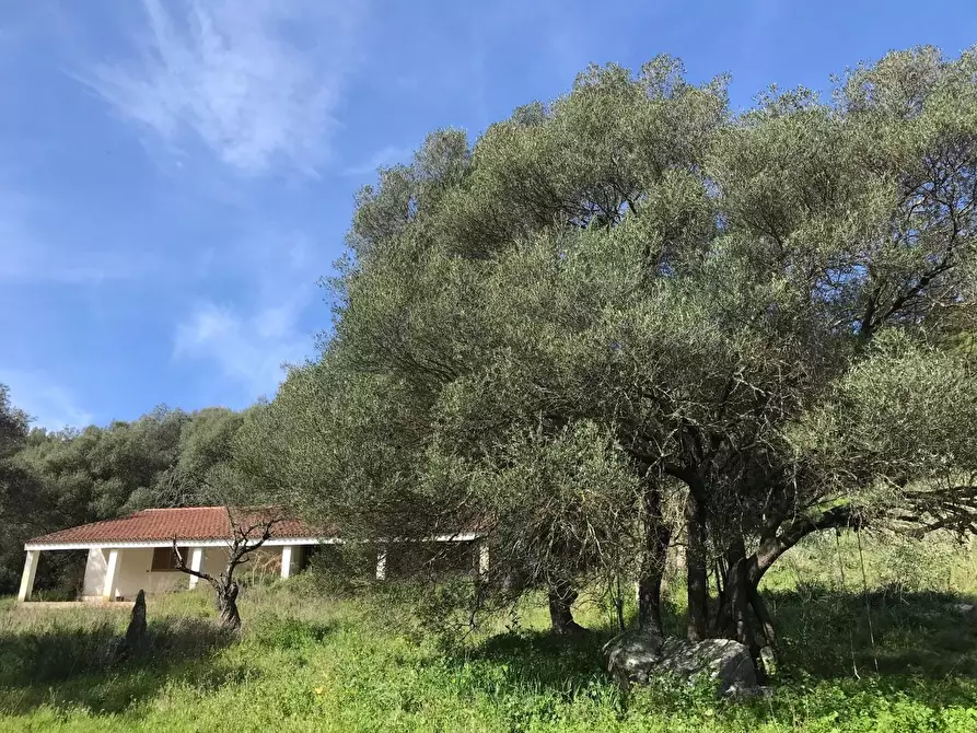 Immagine 4 di Azienda agricola in vendita  a Arzachena
