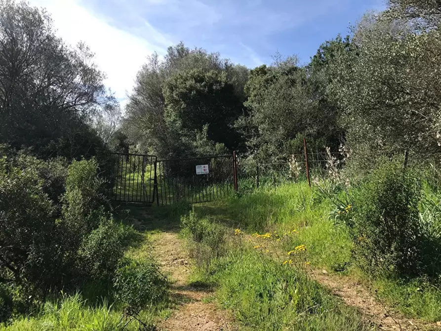 Immagine 58 di Azienda agricola in vendita  a Arzachena