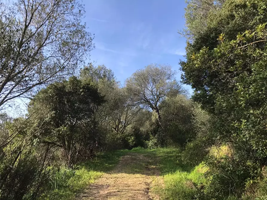 Immagine 27 di Azienda agricola in vendita  a Arzachena