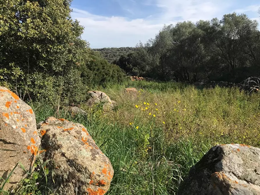 Immagine 55 di Azienda agricola in vendita  a Arzachena
