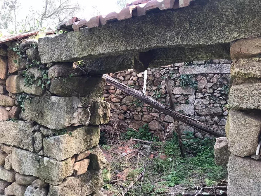 Immagine 16 di Azienda agricola in vendita  a Arzachena