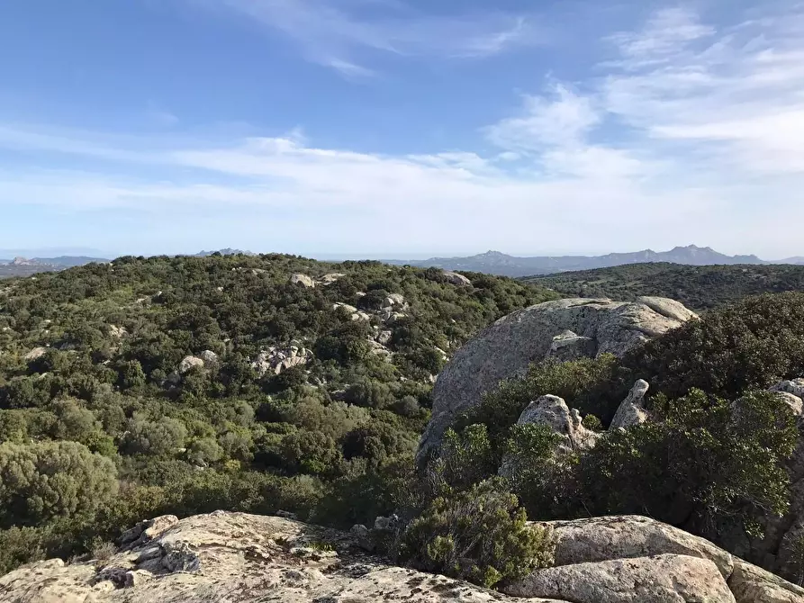 Immagine 48 di Azienda agricola in vendita  a Arzachena
