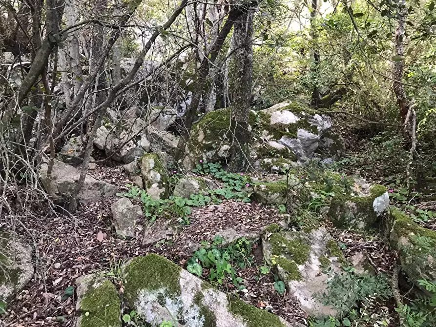 Immagine 45 di Azienda agricola in vendita  a Arzachena