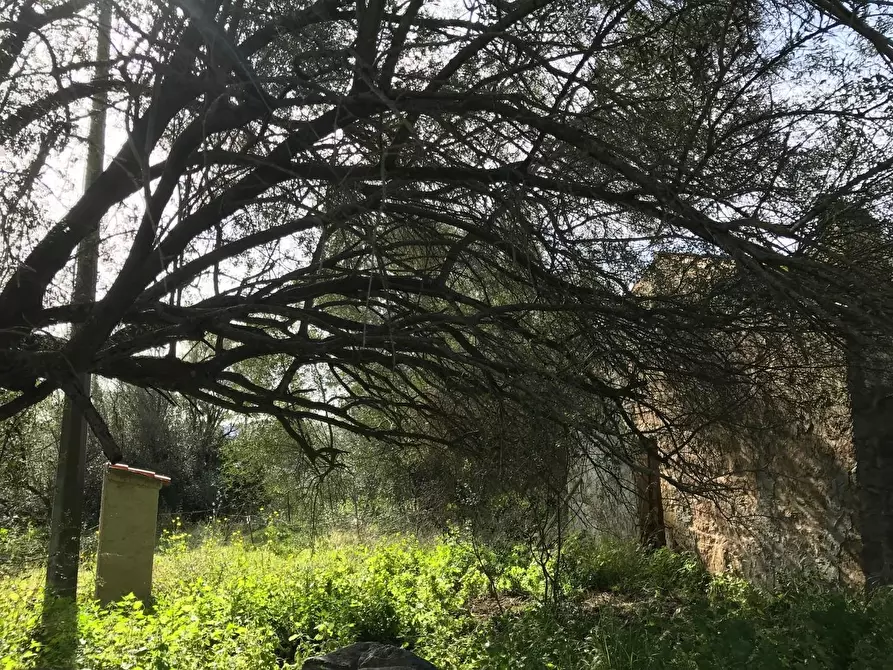 Immagine 30 di Azienda agricola in vendita  a Arzachena