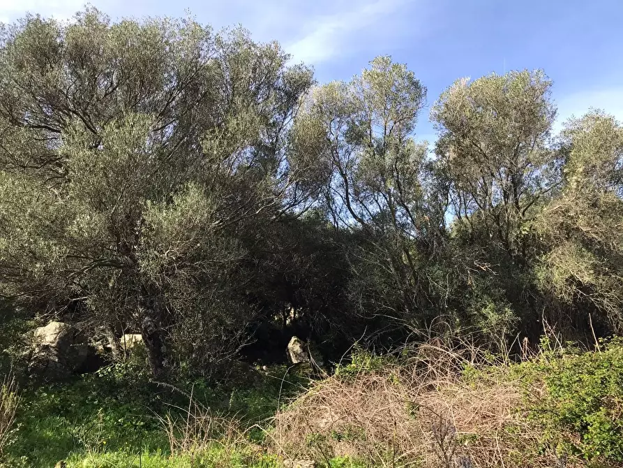 Immagine 35 di Azienda agricola in vendita  a Arzachena