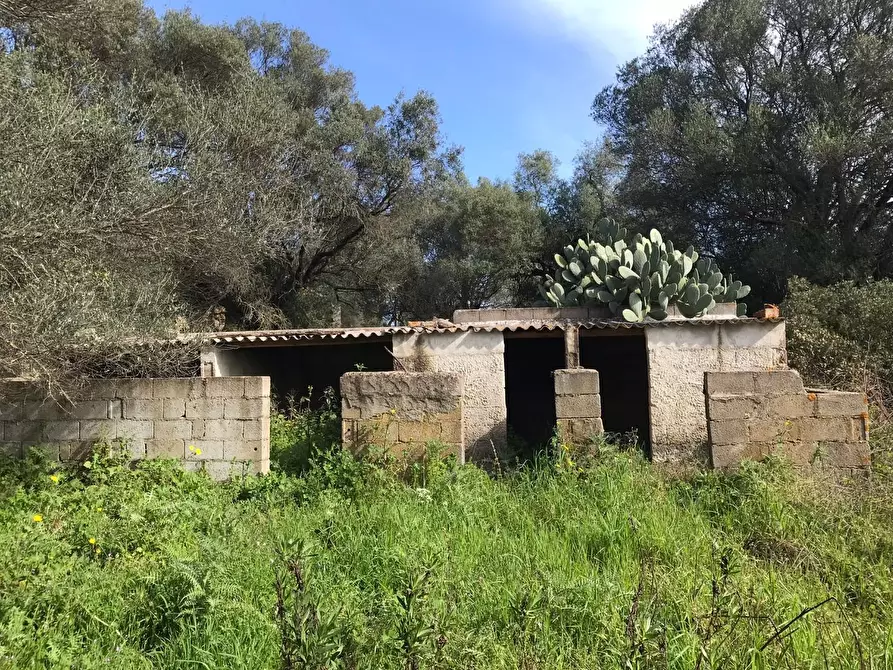 Immagine 17 di Azienda agricola in vendita  a Arzachena