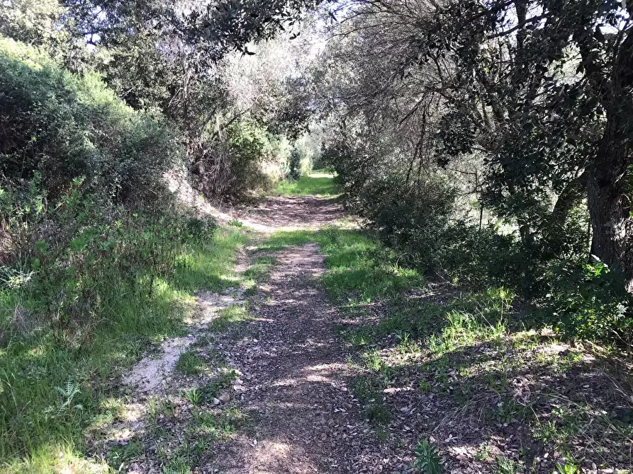 Immagine 56 di Azienda agricola in vendita  a Arzachena