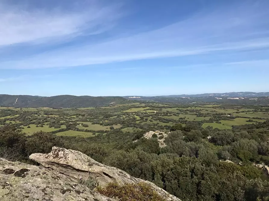 Immagine 49 di Azienda agricola in vendita  a Arzachena