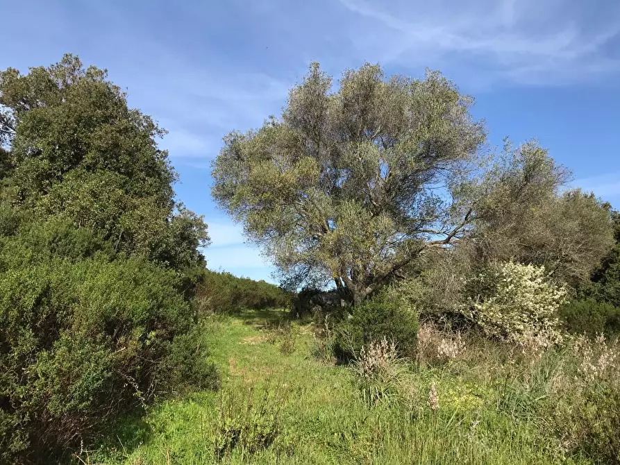 Immagine 32 di Azienda agricola in vendita  a Arzachena