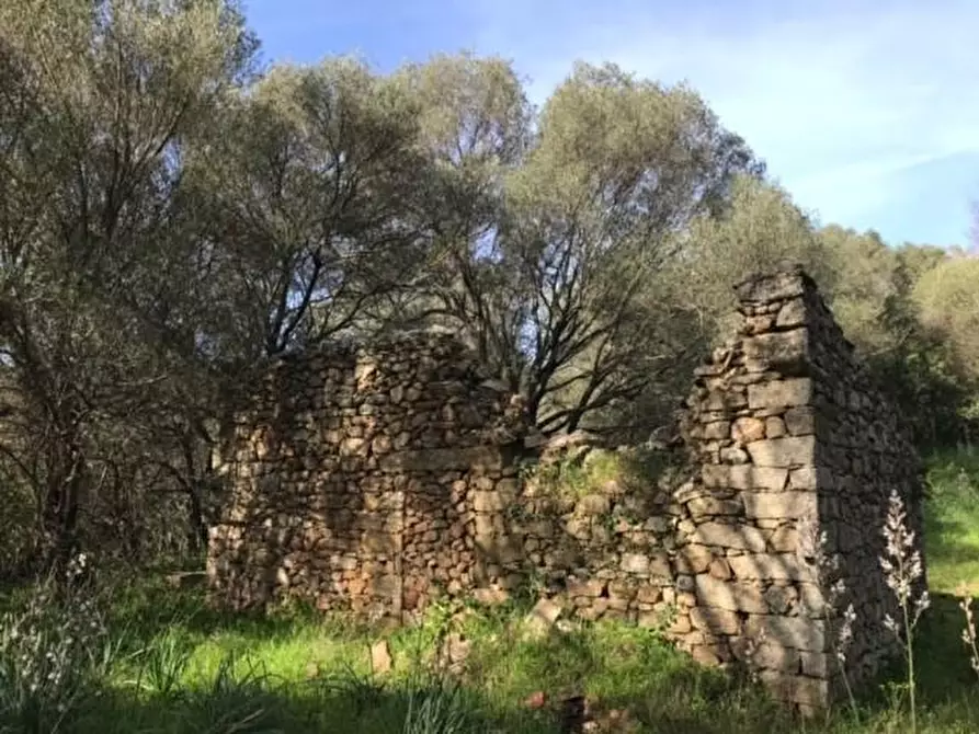 Immagine 13 di Azienda agricola in vendita  a Arzachena