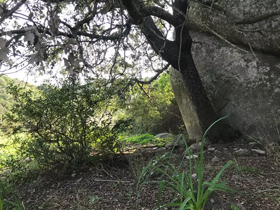 Immagine 39 di Azienda agricola in vendita  a Arzachena