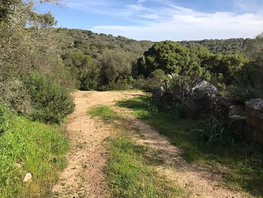 Immagine 57 di Azienda agricola in vendita  a Arzachena