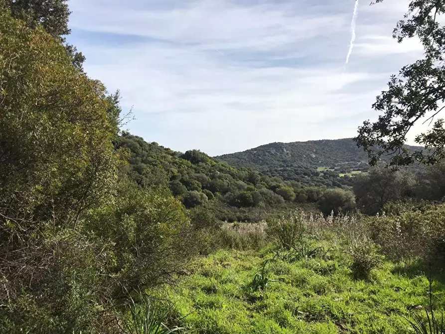 Immagine 40 di Azienda agricola in vendita  a Arzachena