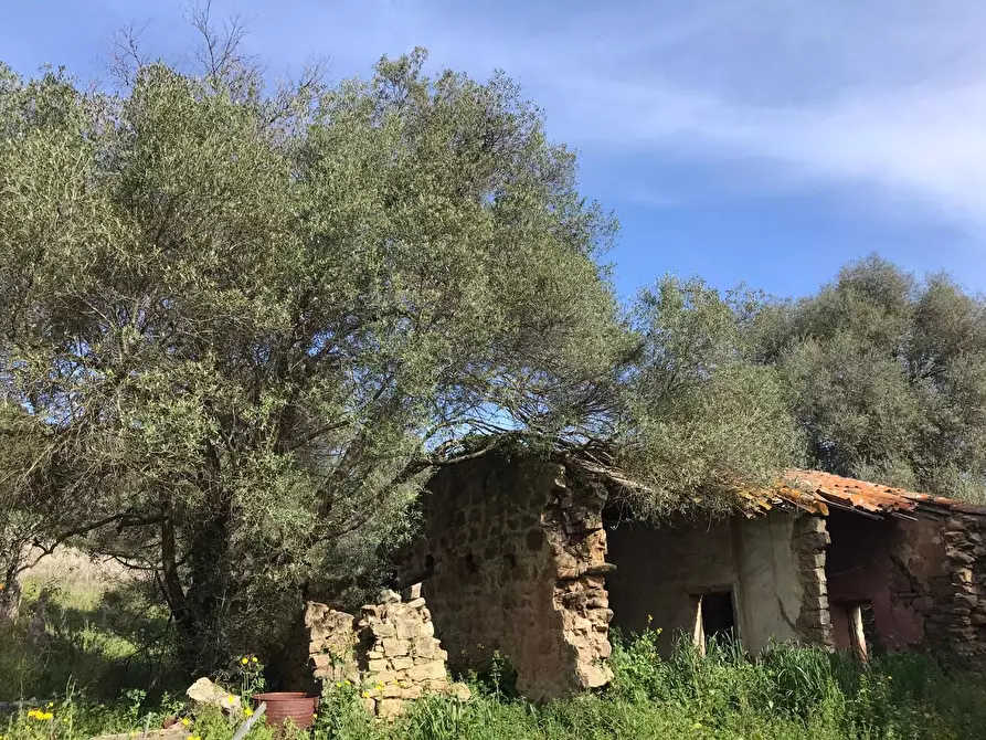 Immagine 12 di Azienda agricola in vendita  a Arzachena