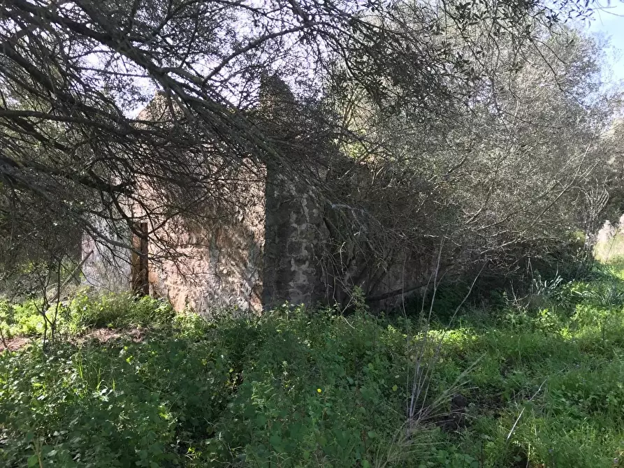 Immagine 15 di Azienda agricola in vendita  a Arzachena