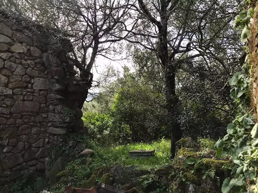 Immagine 52 di Azienda agricola in vendita  a Arzachena