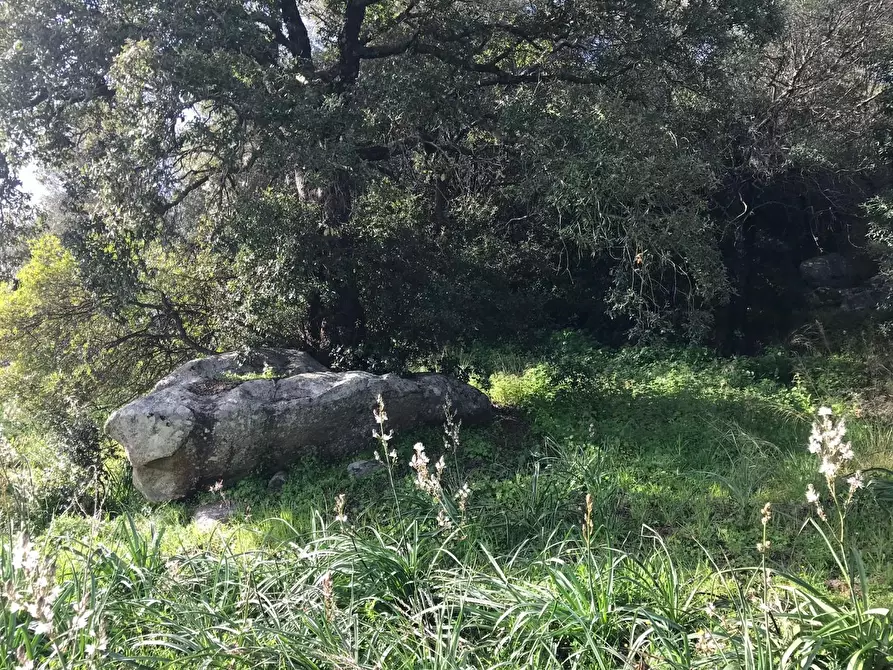 Immagine 25 di Azienda agricola in vendita  a Arzachena