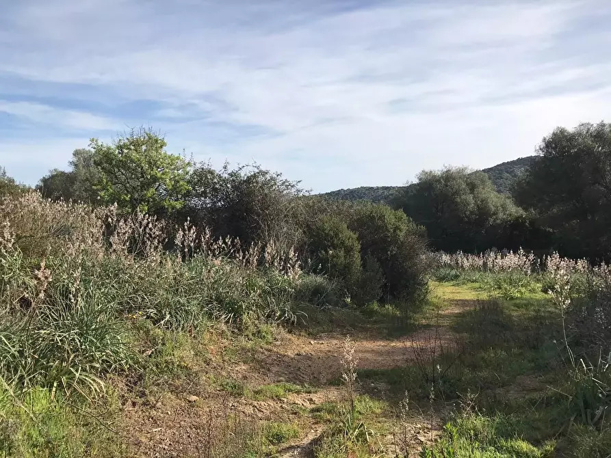 Immagine 22 di Azienda agricola in vendita  a Arzachena