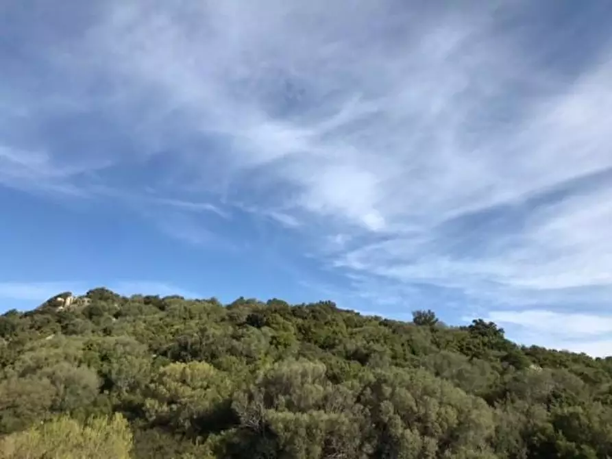 Immagine 28 di Azienda agricola in vendita  a Arzachena