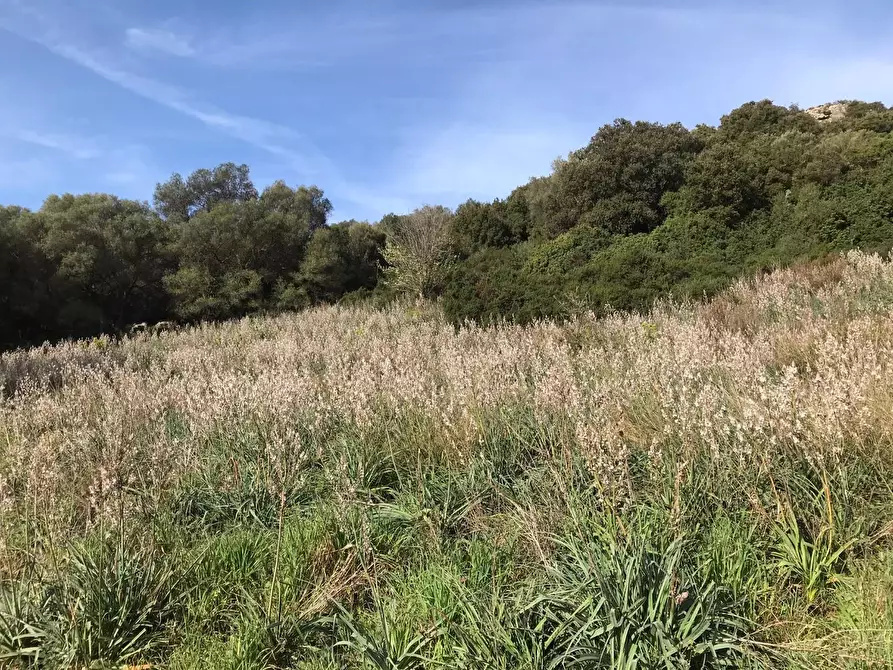 Immagine 2 di Azienda agricola in vendita  a Arzachena