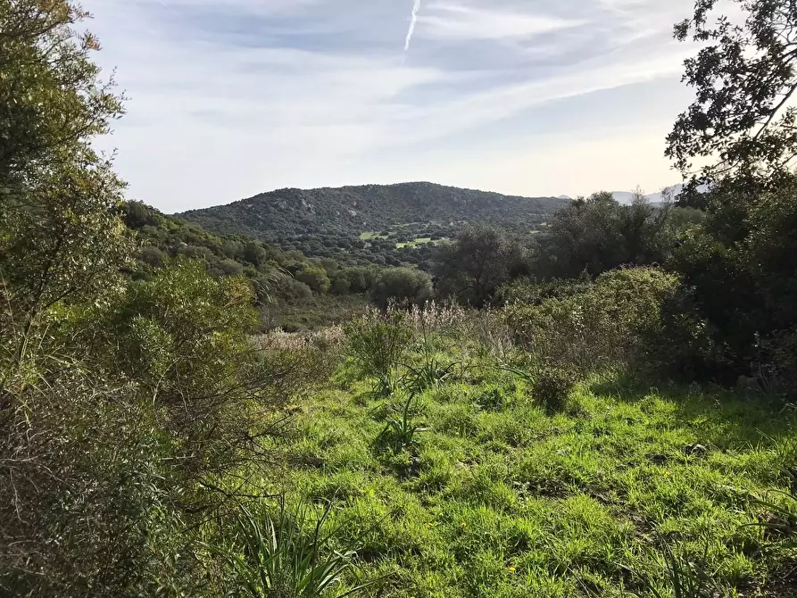 Immagine 41 di Azienda agricola in vendita  a Arzachena