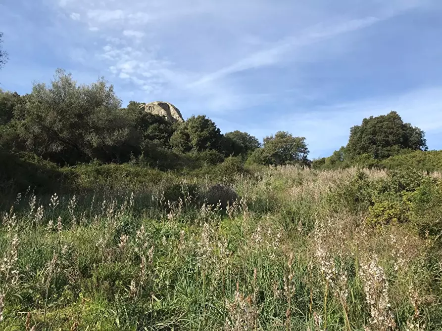 Immagine 31 di Azienda agricola in vendita  a Arzachena