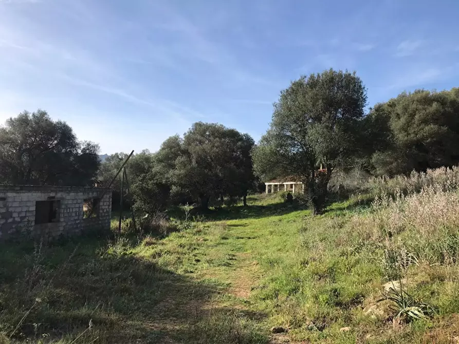 Immagine 3 di Azienda agricola in vendita  a Arzachena
