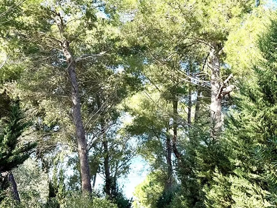 Immagine 30 di Villa in vendita  a Alessano