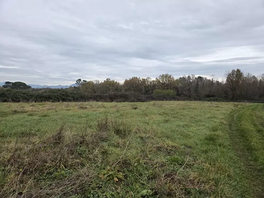 Immagine 5 di Terreno agricolo in vendita  a Castelfranco Di Sotto