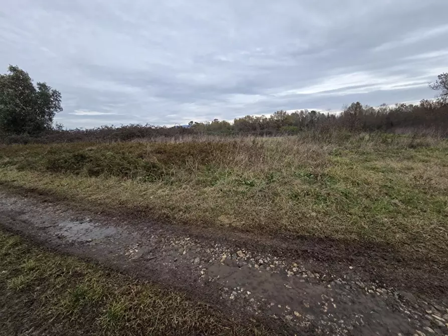 Immagine 3 di Terreno agricolo in vendita  a Castelfranco Di Sotto
