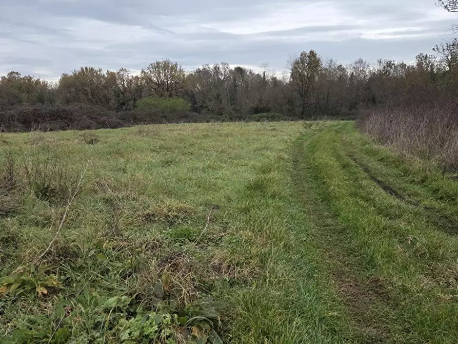 Immagine 4 di Terreno agricolo in vendita  a Castelfranco Di Sotto