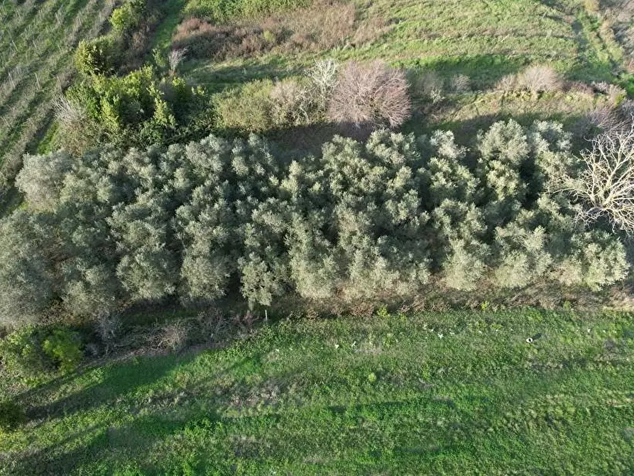 Immagine 5 di Appartamento in vendita  a Rosignano Marittimo